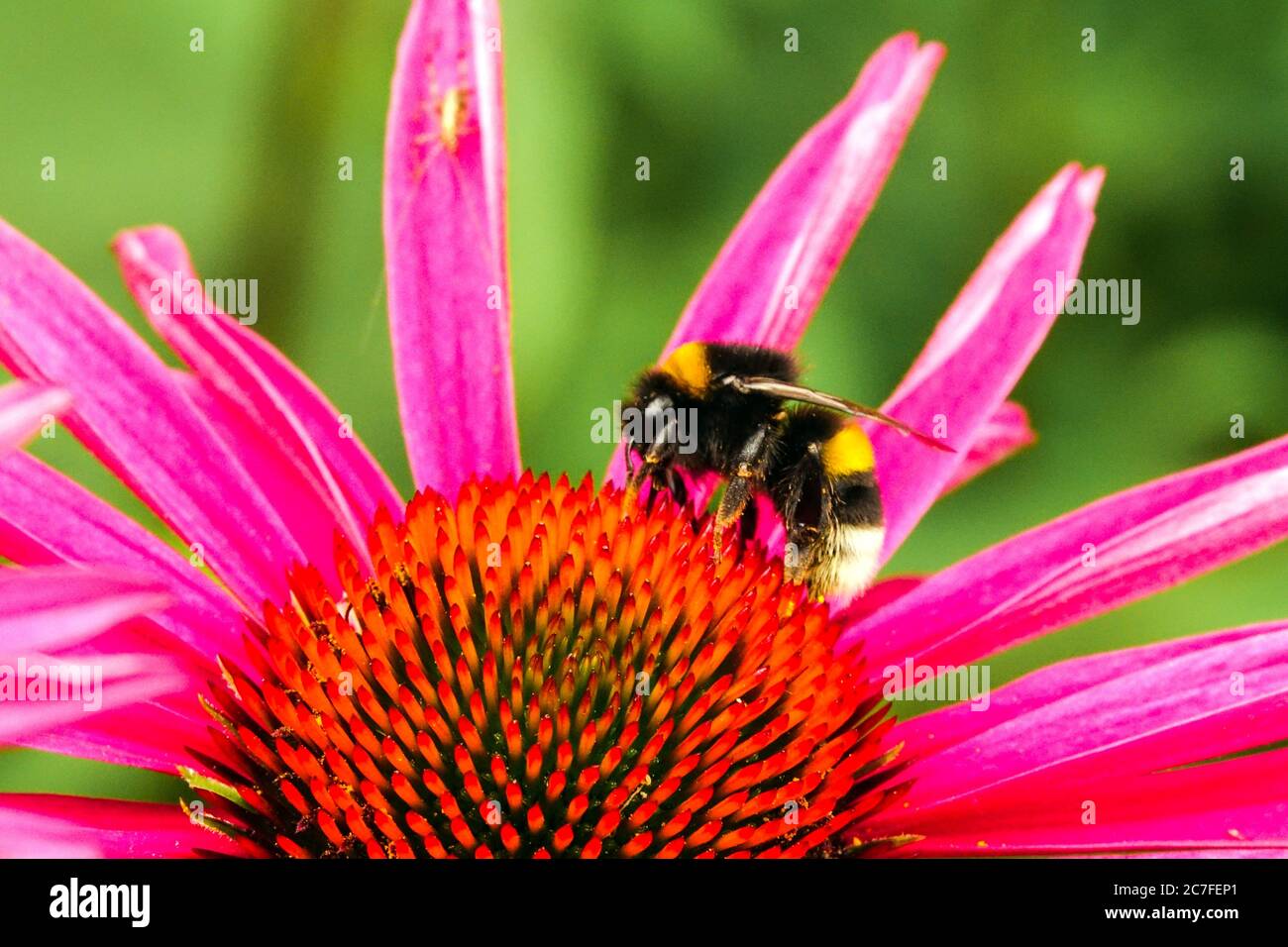 Bumblebee sur le nectar d'alimentation des fleurs Bombus terrestris gros plan sur le coneflower Purple Echinacea purpurea Banque D'Images