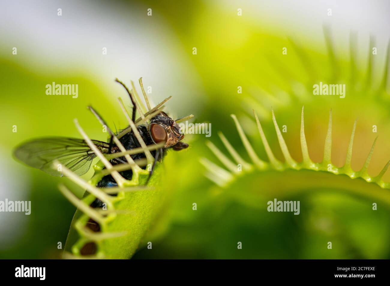 une seule mouche de maison commune mangée par une plante de piège à mouches de vénus affamée Banque D'Images