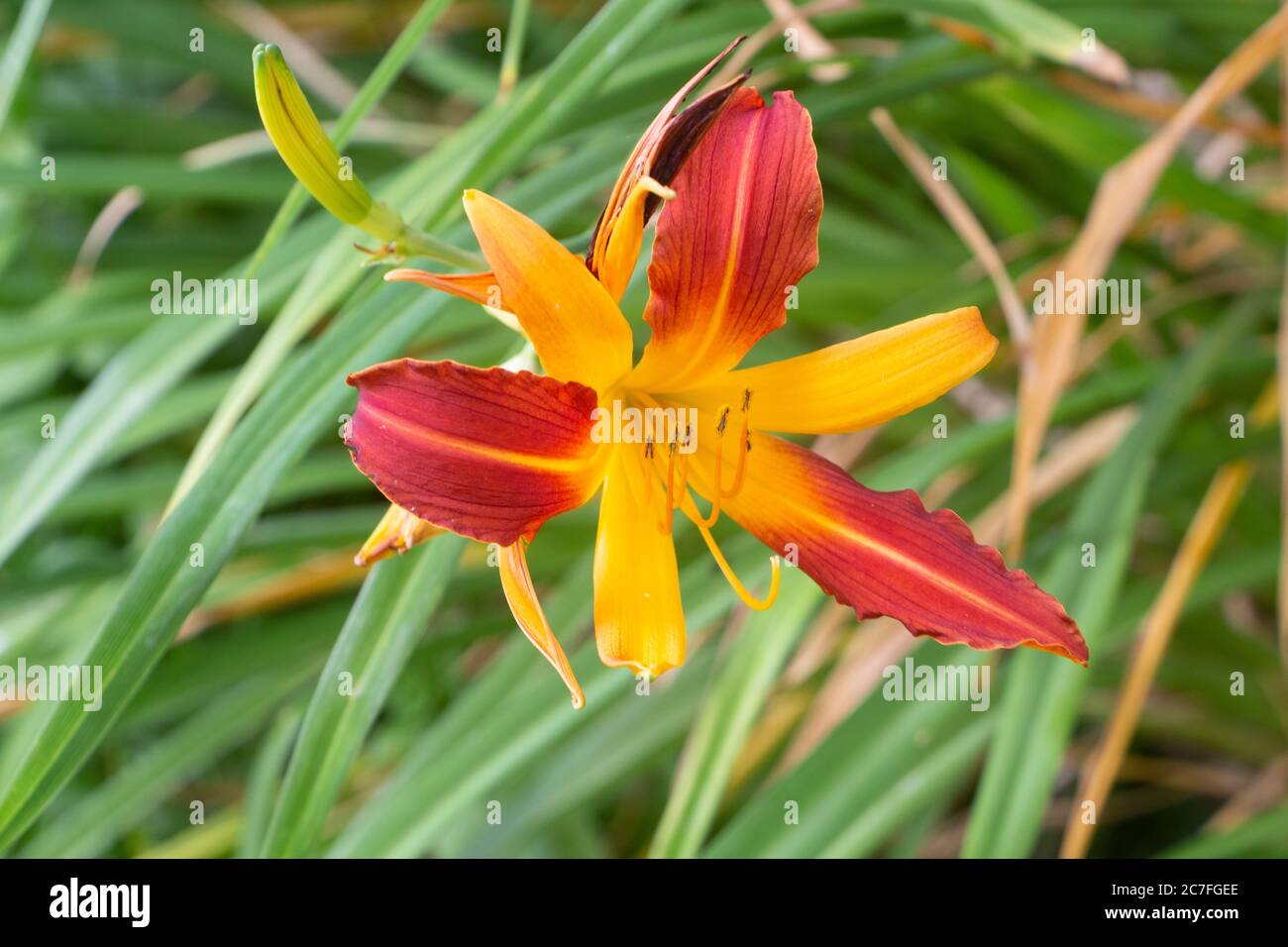 Le daylis tigre orange et jaune fleurit dans un jardin en été Banque D'Images