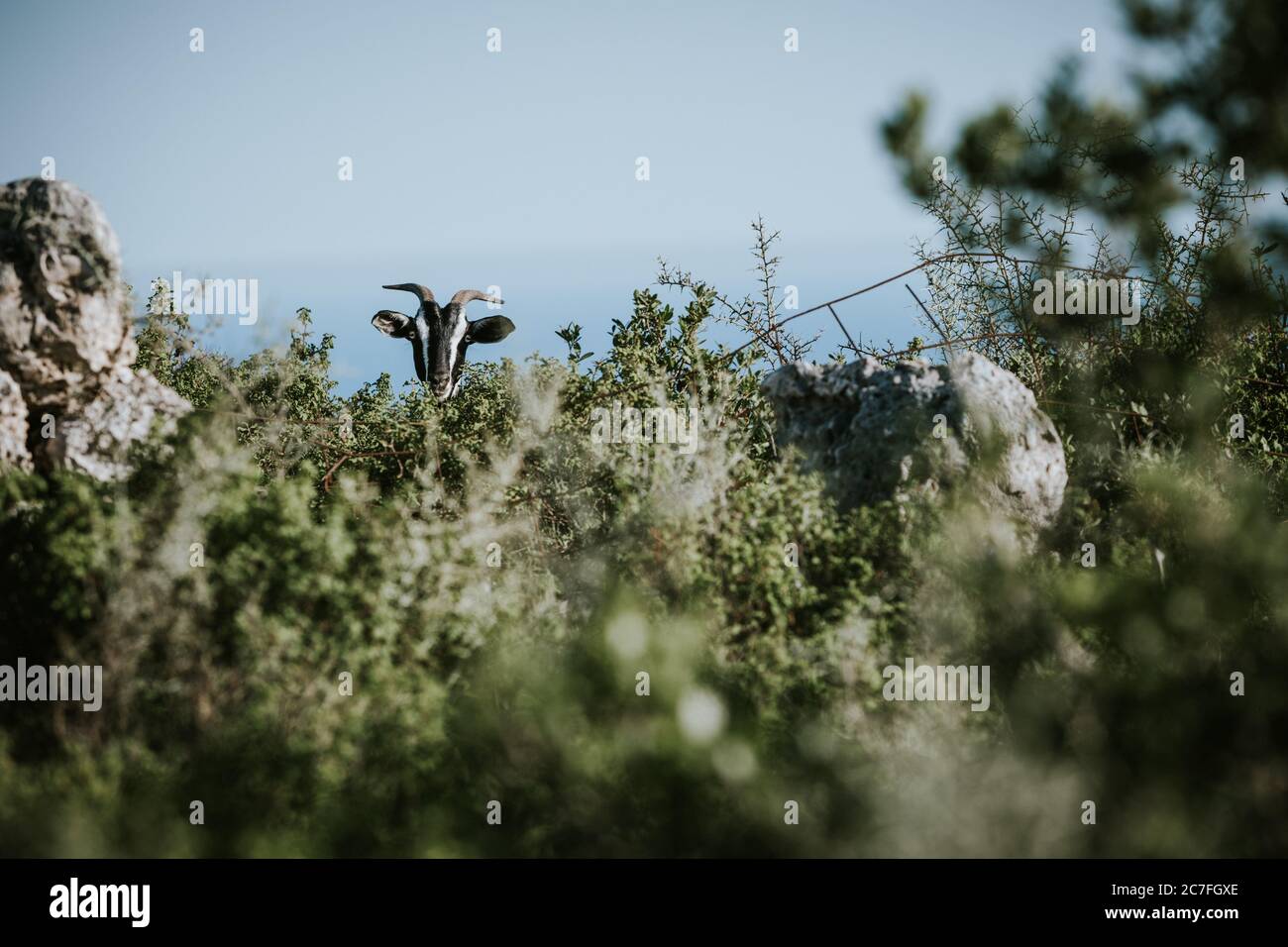 La tête de chèvre cornée cachée, derrière le Bush sur l'éco-ferme de l'île grecque de Zakynthos pendant la journée ensoleillée d'été Banque D'Images