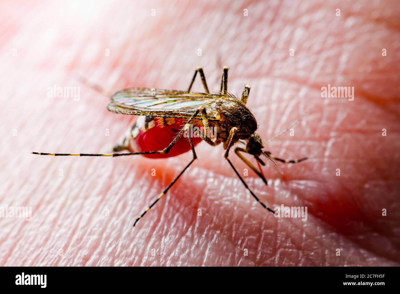Virus de la dengue virus chikungunya zika morsure infection aedes