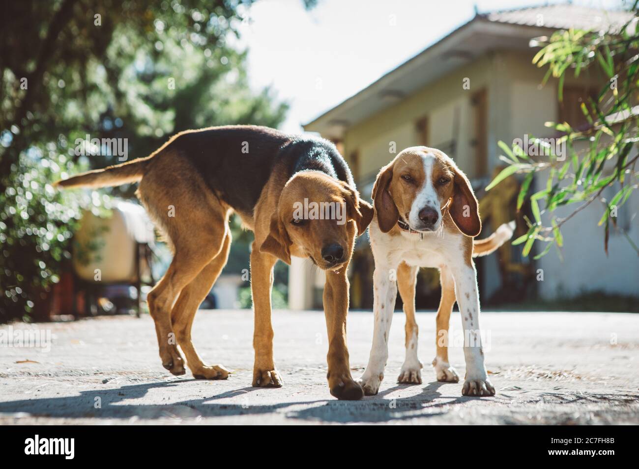 Deux chiens mongrel curieux et mignons se trouvent sur le jardin de la maison de grèce pendant la journée ensoleillée d'été Banque D'Images