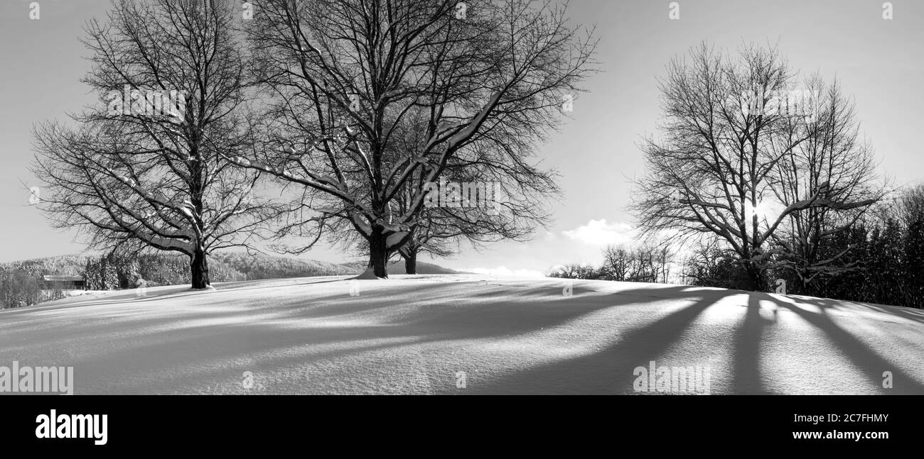 Photo en niveaux de gris d'un parc couvert de blanc moelleux neige Banque D'Images