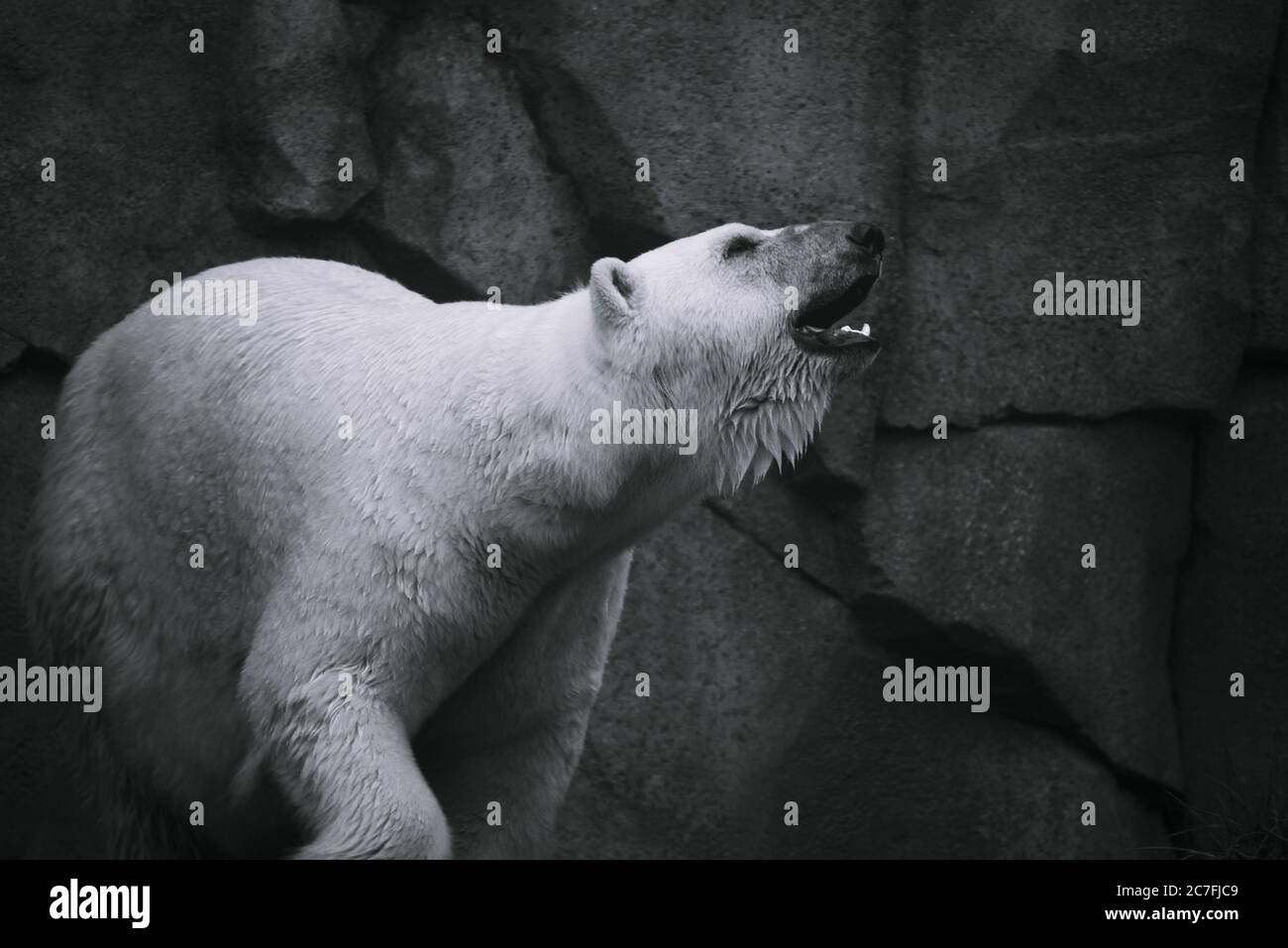 Prise de vue en niveaux de gris d'un ours blanc qui tourne avec un expression du visage en colère Banque D'Images