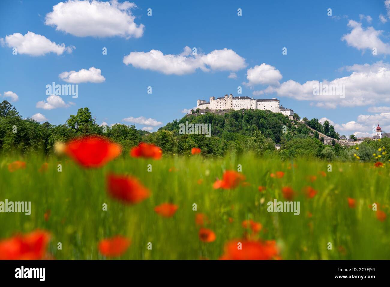 Salzbourg, Autriche. 29e. Mai 2020. Le château de Hohensalzburg sur le Festungsberg à Salzbourg vu d'un champ de coquelicots rouges. Banque D'Images