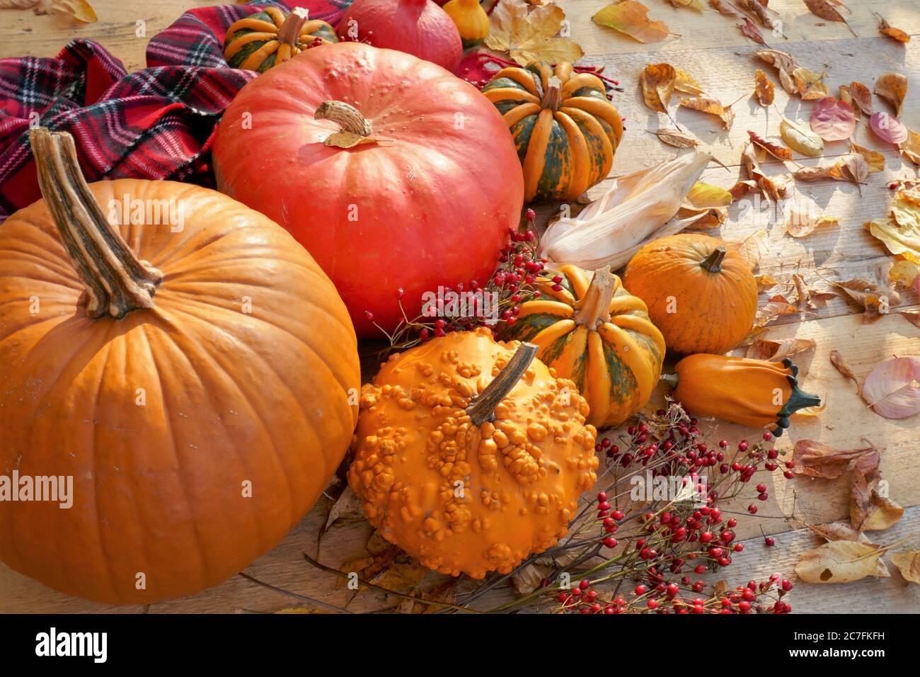 Jour de Thanksgiving. Halloween. Récolte de citrouilles.saison d'automne. Ferme automne marché de citrouille.heure d'automne Banque D'Images