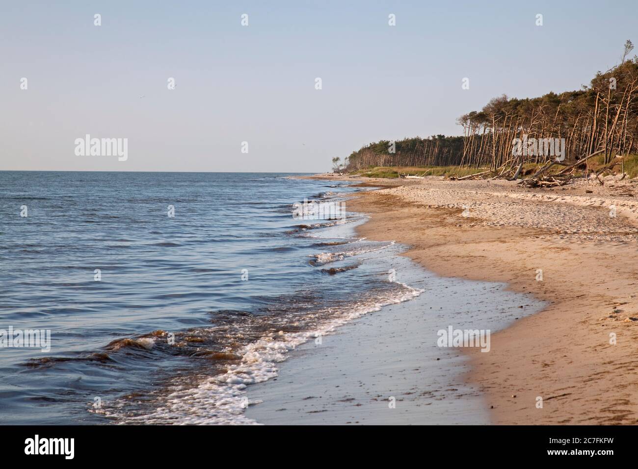 Allemagne, Mecklembourg-Poméranie occidentale, Forêt de Darss à l'ouest de la plage, spa de la mer Baltique. Banque D'Images