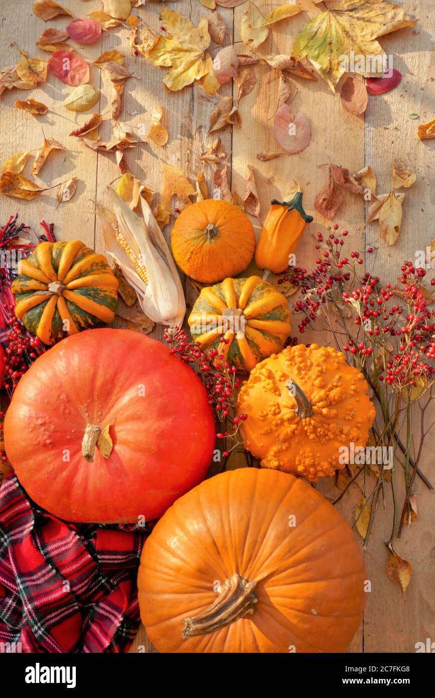 Jour de Thanksgiving. Halloween. Récolte de citrouilles.saison d'automne. Banque D'Images