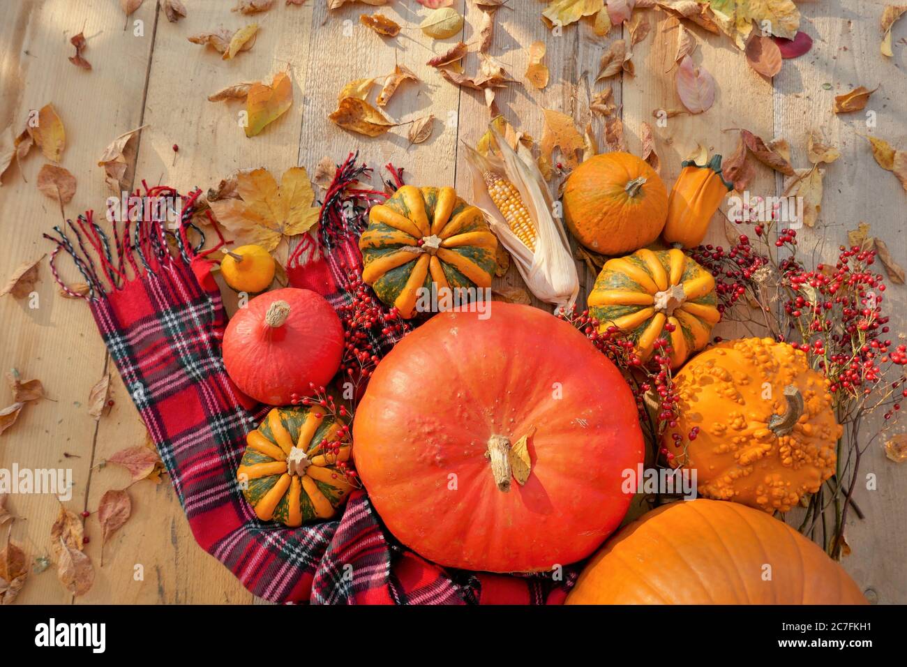 Jour de Thanksgiving. Halloween. Récolte de citrouilles.saison d'automne. Ensemble d'assortiment de citrouilles, écharpe à carreaux rouges, feuilles de maïs et jaunes Banque D'Images