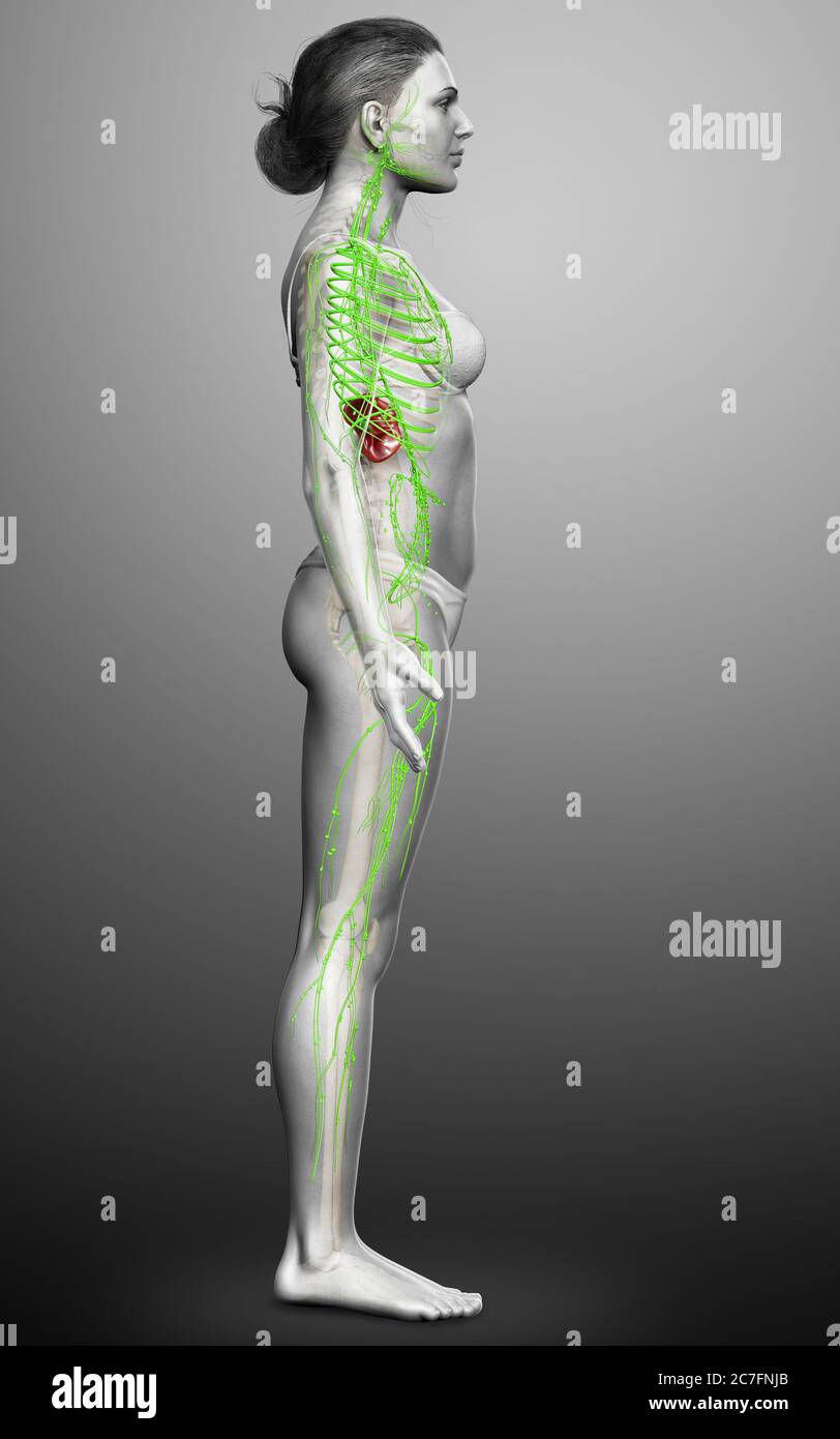 3d a rendu l'illustration médicale précise d'un système lymphatique féminin Banque D'Images