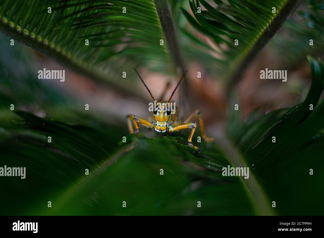 Un grasshopper jaune assis sur l'herbe dans un jardin entouré par verdure avec arrière-plan flou Banque D'Images