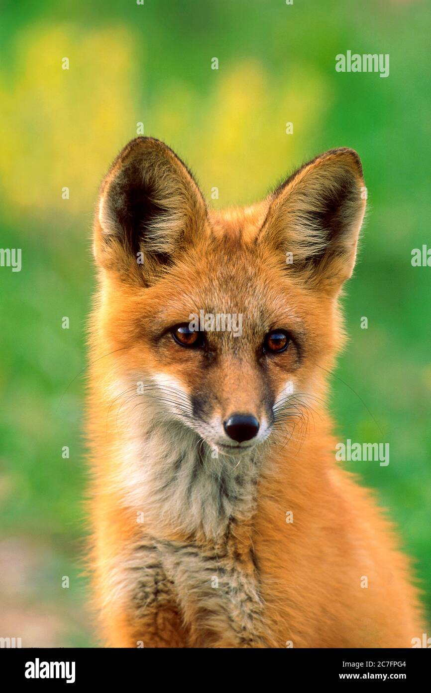 Portrait de bébé Red Fox de quelques mois dans la nature, regardant l'appareil photo. Banque D'Images