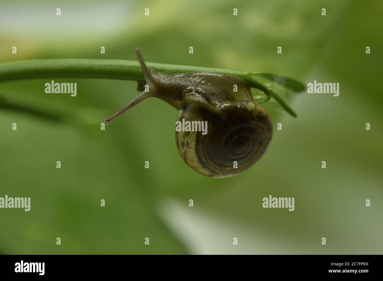 Une photographie rapprochée d'un escargot sur une plante. Banque D'Images