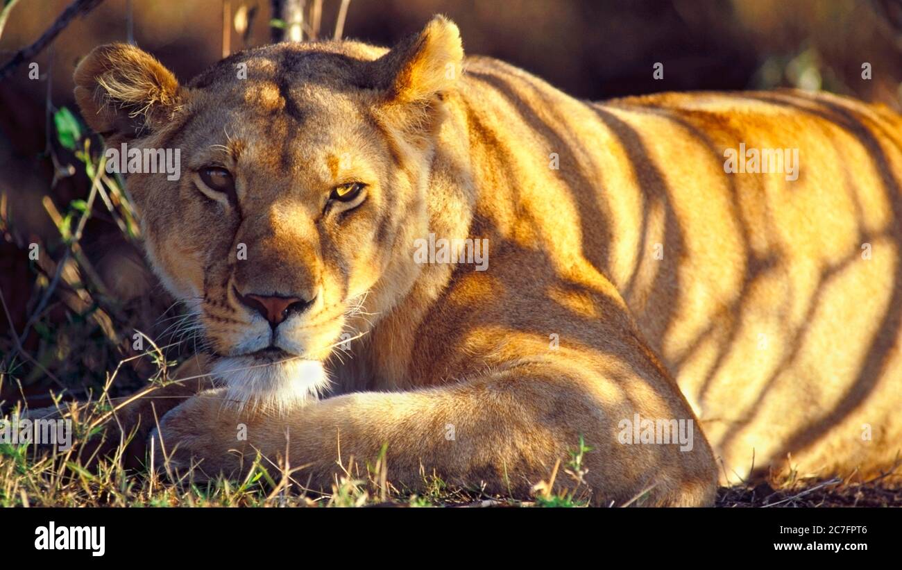 La Lionne africaine se reposant dans l'ombre, détendue, portrait de gros plan Banque D'Images