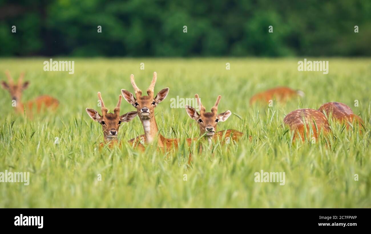 Troupeau de cerfs-jachères se nourrissant sur un champ de céréales en été. Banque D'Images