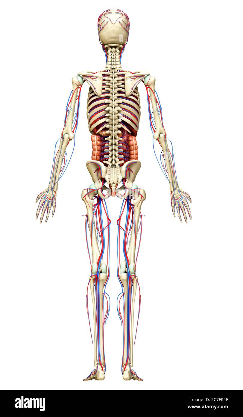 3d a rendu une illustration médicale précise des organes internes, du squelette et du système circulatoire de la femme Banque D'Images