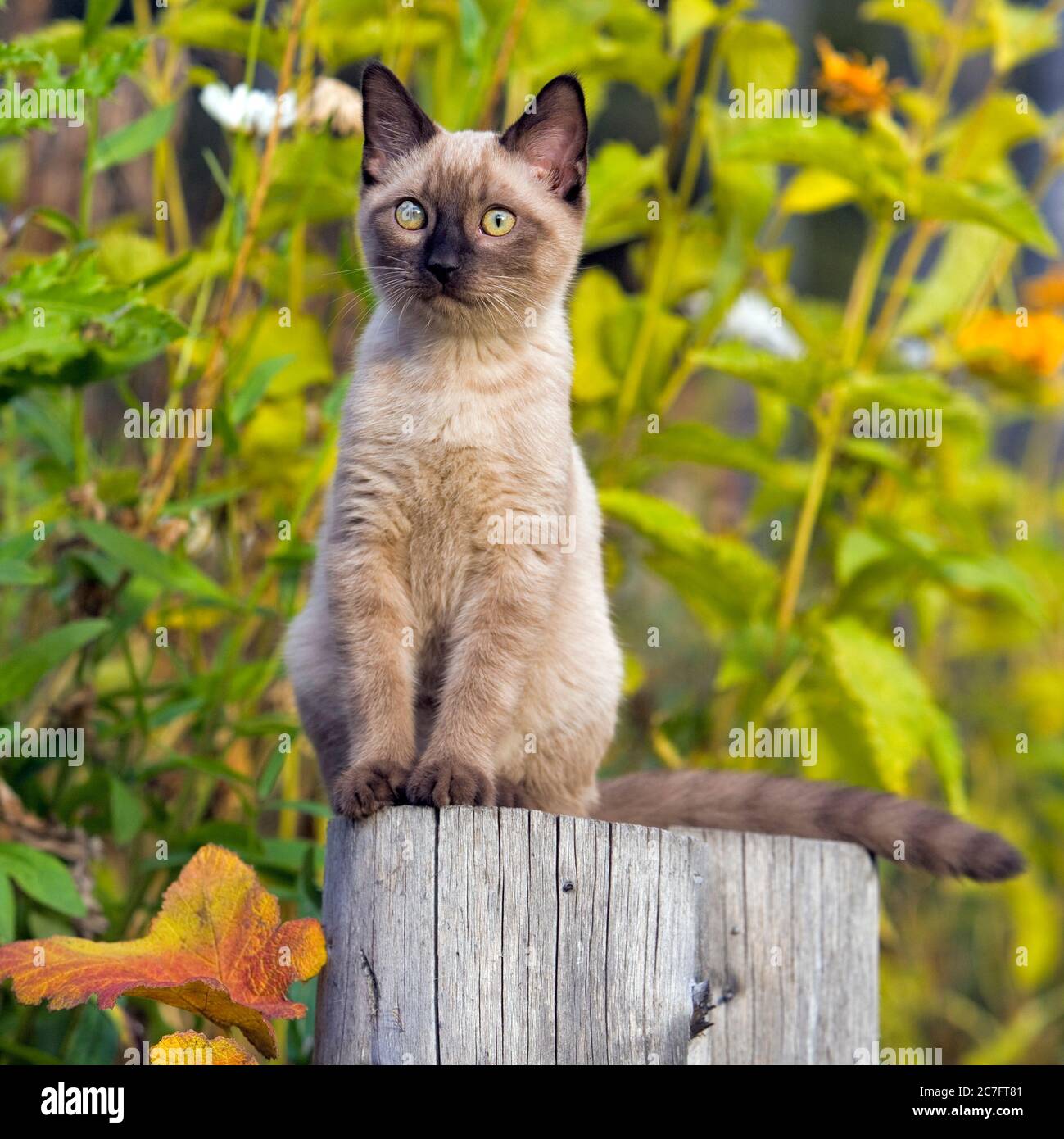 Chaton siamois assis dans le jardin, couleurs d'automne Banque D'Images