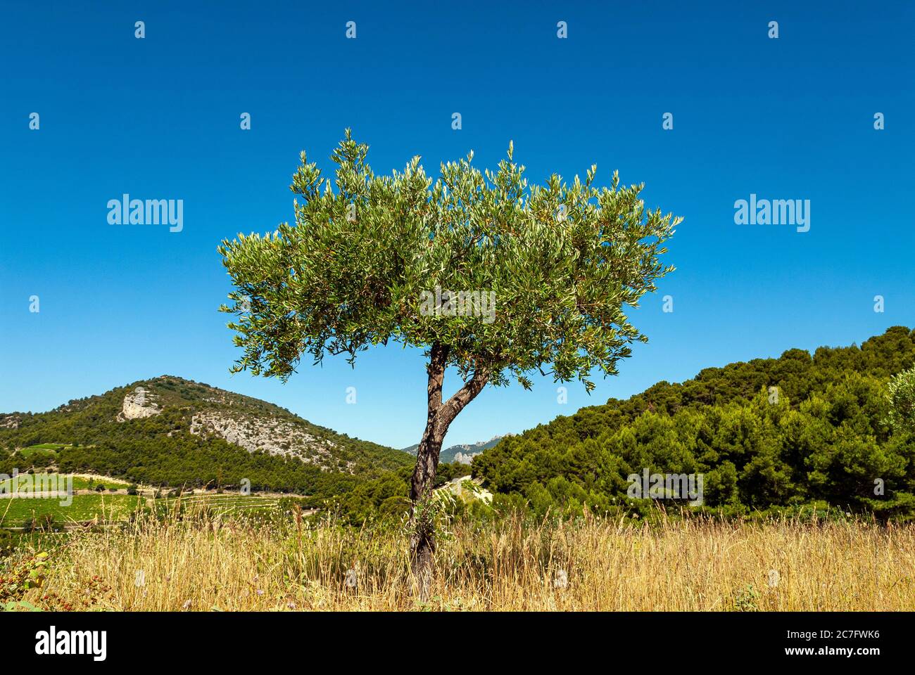 Jeune olivier solitaire dans les montagnes du Vaucluse en Provence en France Banque D'Images