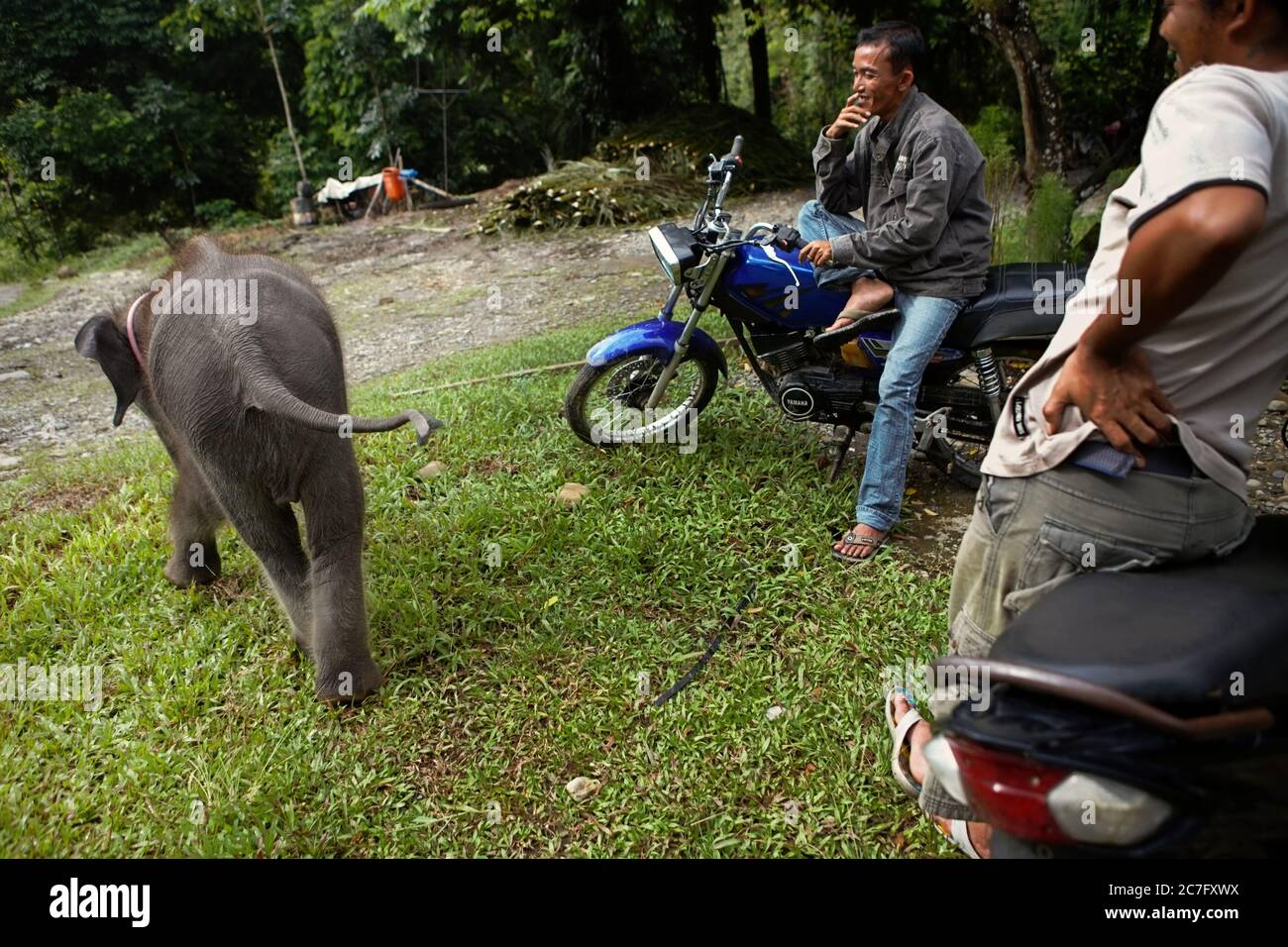 Communauté locale prêtant attention à Amel, un bébé éléphant de sumatran au camp d'éléphants, village de Tangkahan, Sumatra Nord, Indonésie. Banque D'Images