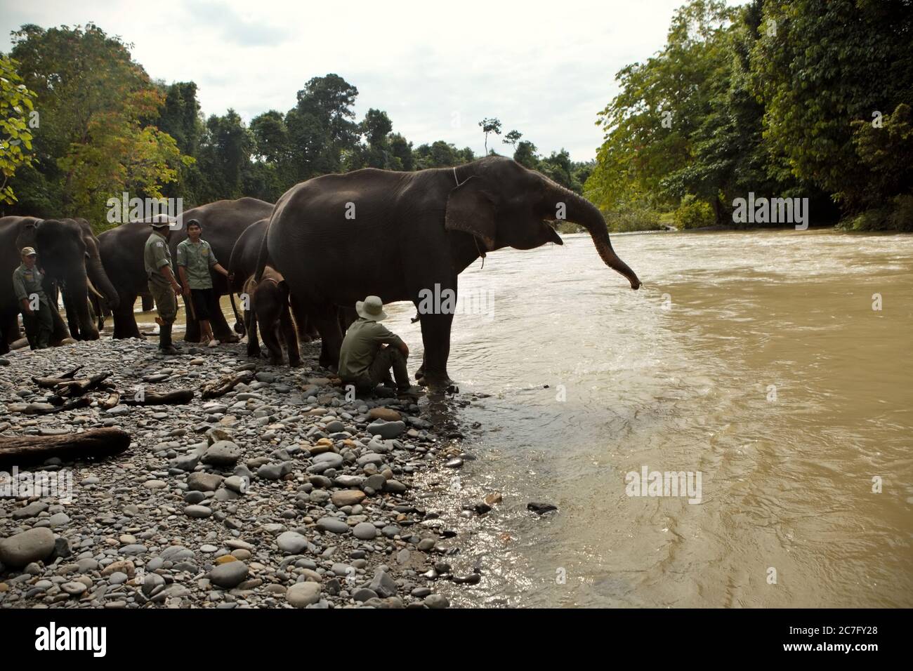 Les éléphants de Sumatran et les Rangers du parc au bord de la rivière. Unité d'intervention en conservation (CRU)--Parc national Gunung Leuser. Tangkahan, Sumatra Nord, Indonésie. Banque D'Images