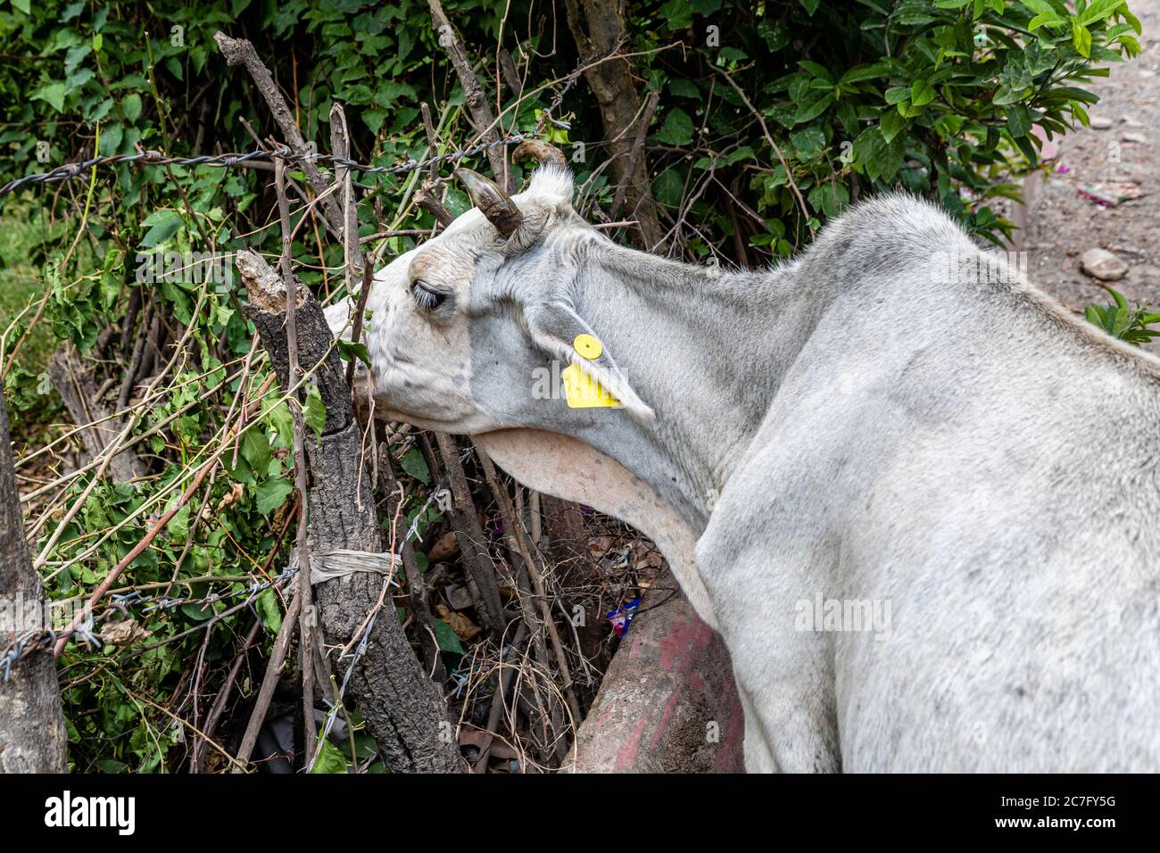 Une étiquette est percée à l'oreille d'une vache dans la ville sainte de Rishikesh sur les rives du Gange dans le nord de l'Inde Banque D'Images