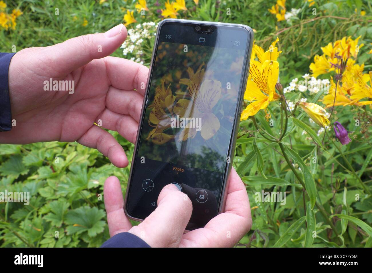 Identification des fleurs à l'aide d'une application d'identification de plantes sur un téléphone mobile (téléphone cellulaire). L'image montre Alstroemeria aurea (fleurs jaunes) également connu sous le nom de nénuphars péruviens Banque D'Images