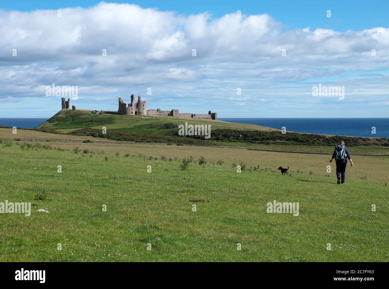 Marcheur de chiens sur la côte de Northumberland près du château de Dunstanburgh, au nord-est de l'Angleterre Banque D'Images