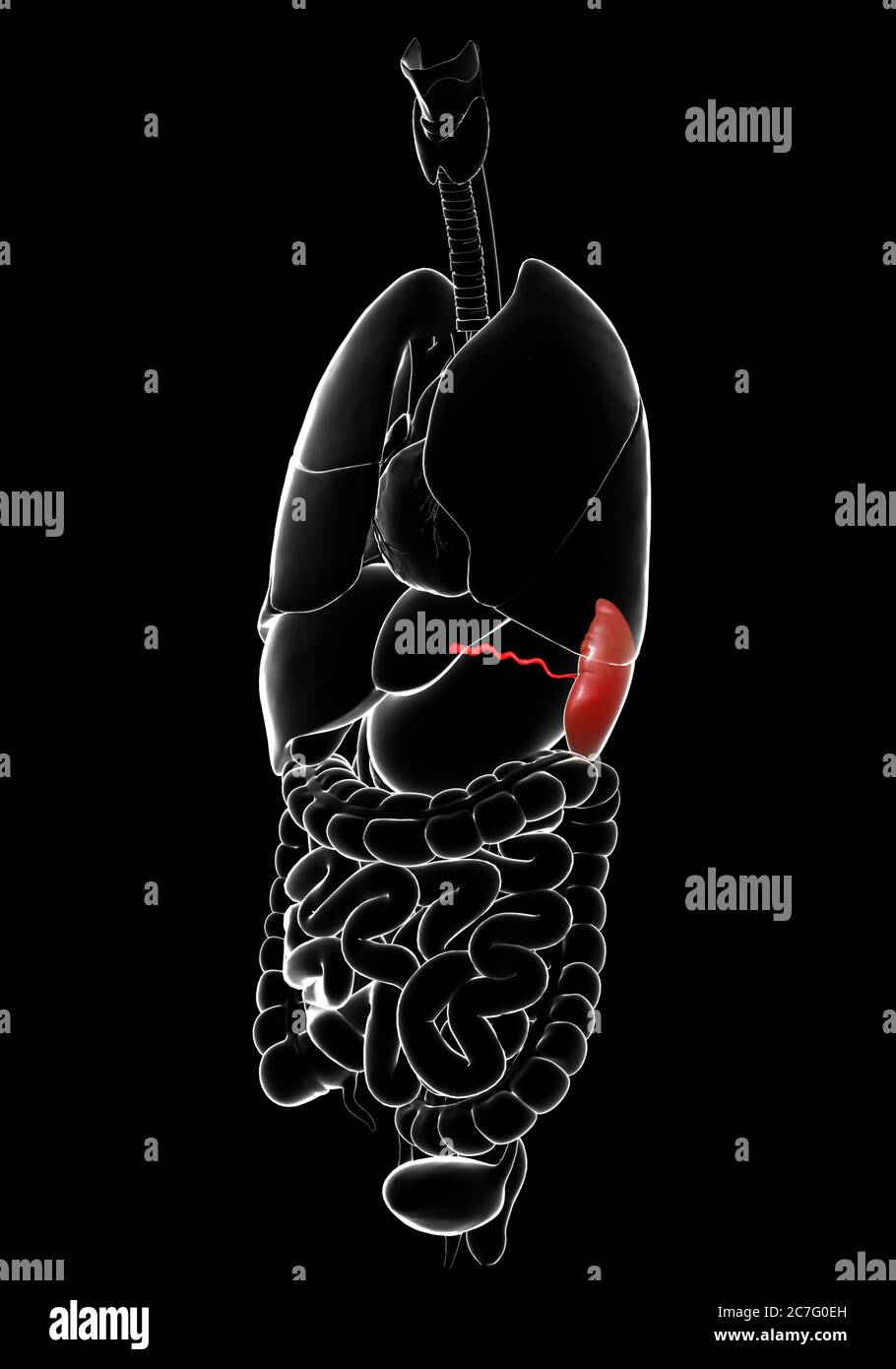illustration de l'anatomie de la rate rendue en 3d, précise sur le plan médical Banque D'Images