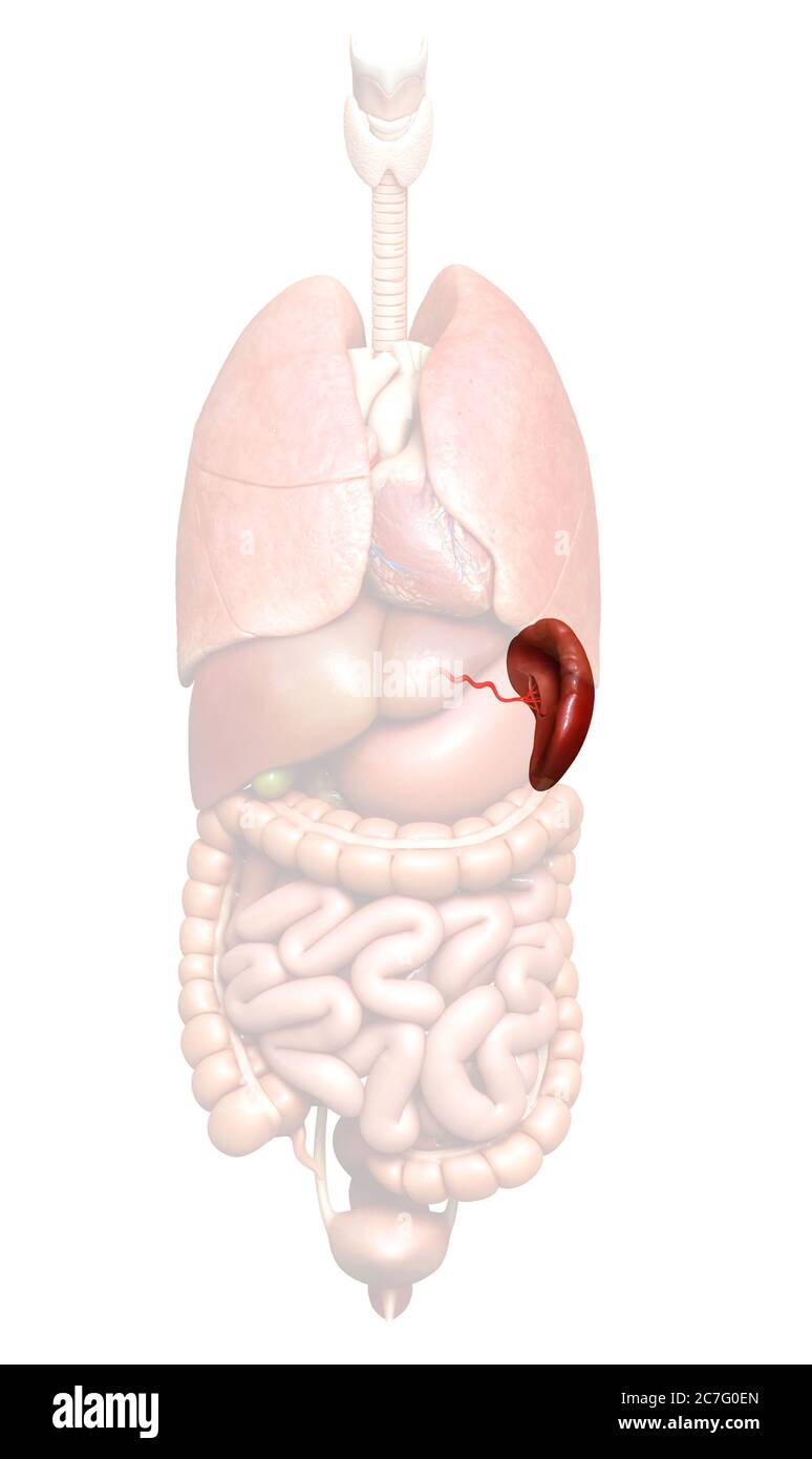 illustration de l'anatomie de la rate rendue en 3d, précise sur le plan médical Banque D'Images