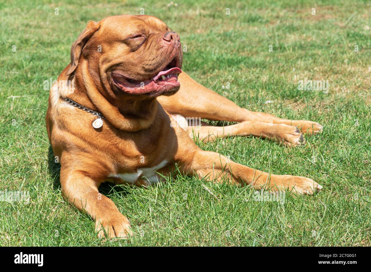 Très grand chien le mastiff français repose dans l'herbe au soleil Banque D'Images