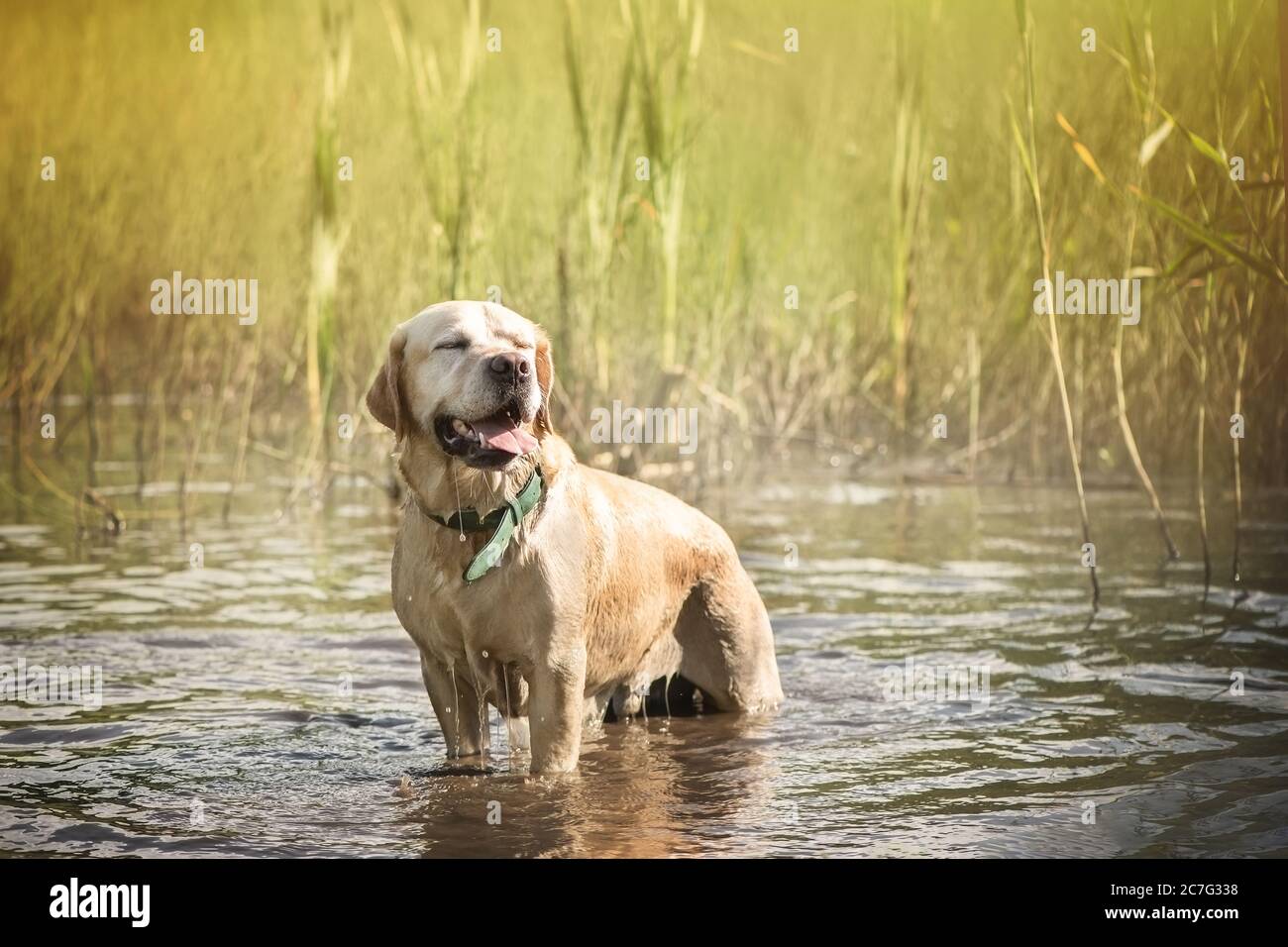 Le chien labrador se tient dans l'eau avec ses yeux fermés. Banque D'Images