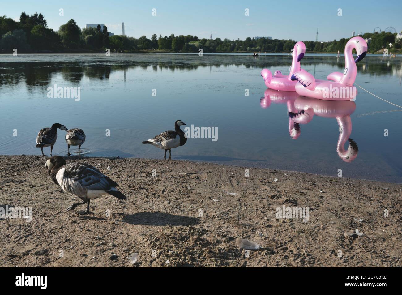 Bernaches de Barnacle contre le flamant rose gonflable jouet sur le lac dans le centre d'Helsinki, Finlande Banque D'Images