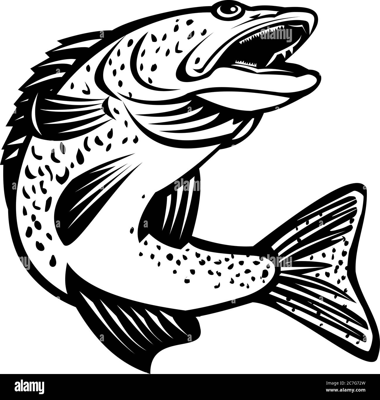 Illustration rétro en noir et blanc d'un doré jaune Sander vitreus ou d'un brochet jaune, un poisson périforme d'eau douce originaire du Canada et du Nord-Uni Illustration de Vecteur