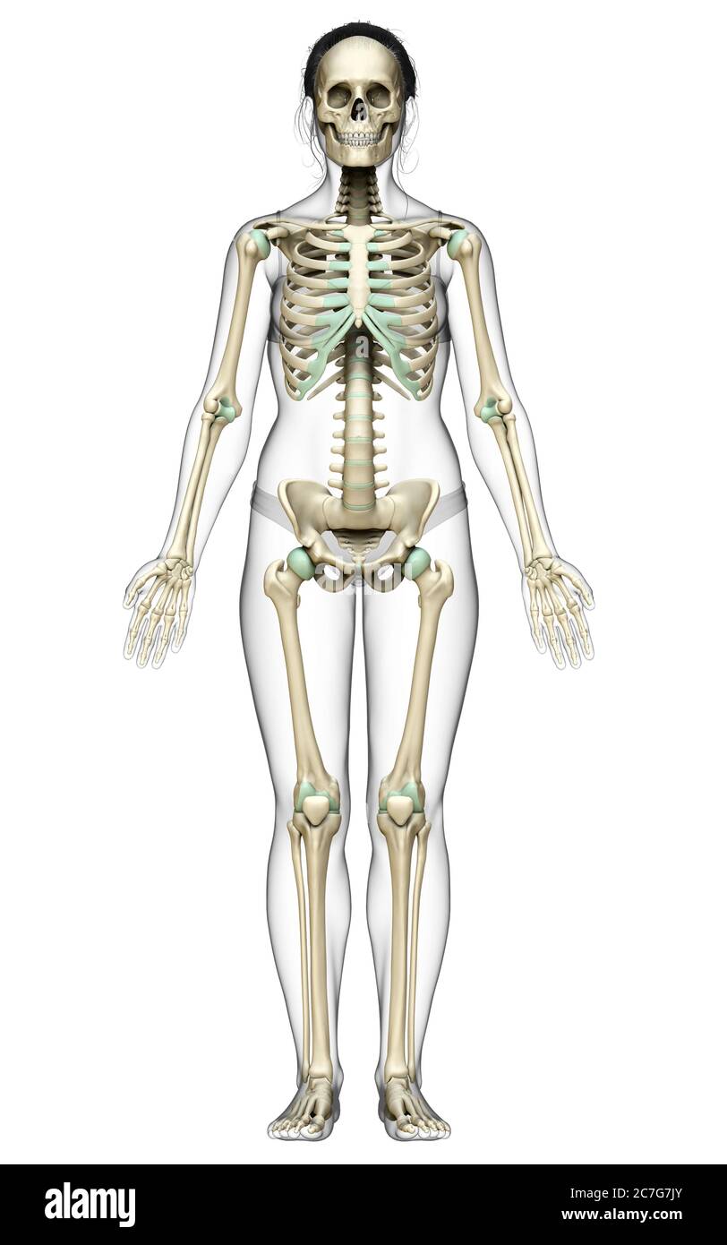 illustration médicale précise d'un système de squelette femelle rendue en 3d Banque D'Images