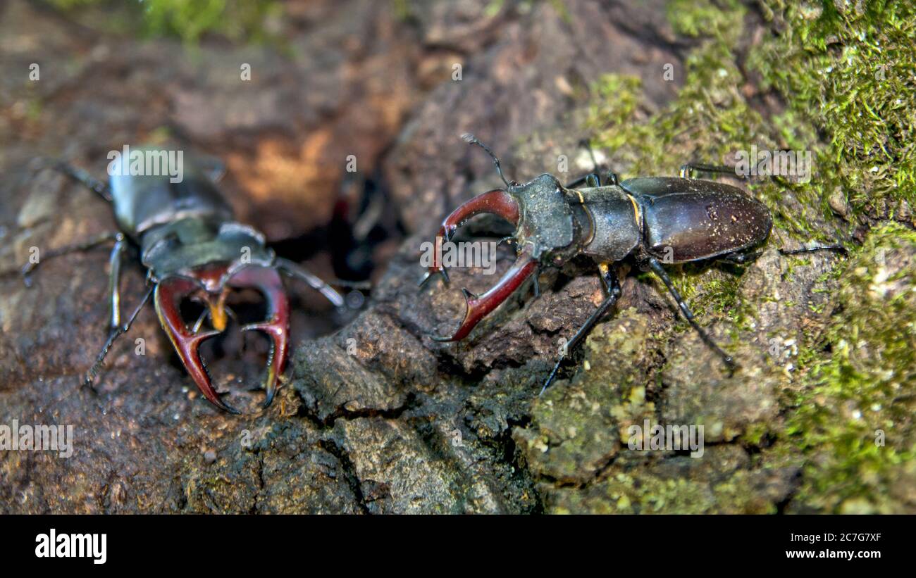 Une paire de coléoptères européens adultes Lucanus cervus sur un arbre défend l'entrée de leur communauté. À l'intérieur se trouvent les petits de cette paire de coléoptères. Banque D'Images