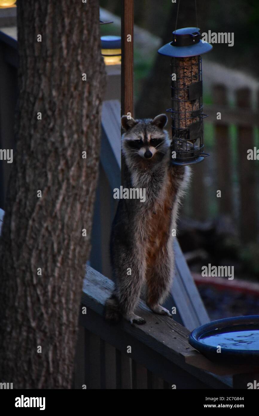 Plan vertical d'un raton laveur tenant une lampe près d'un arbre Banque D'Images