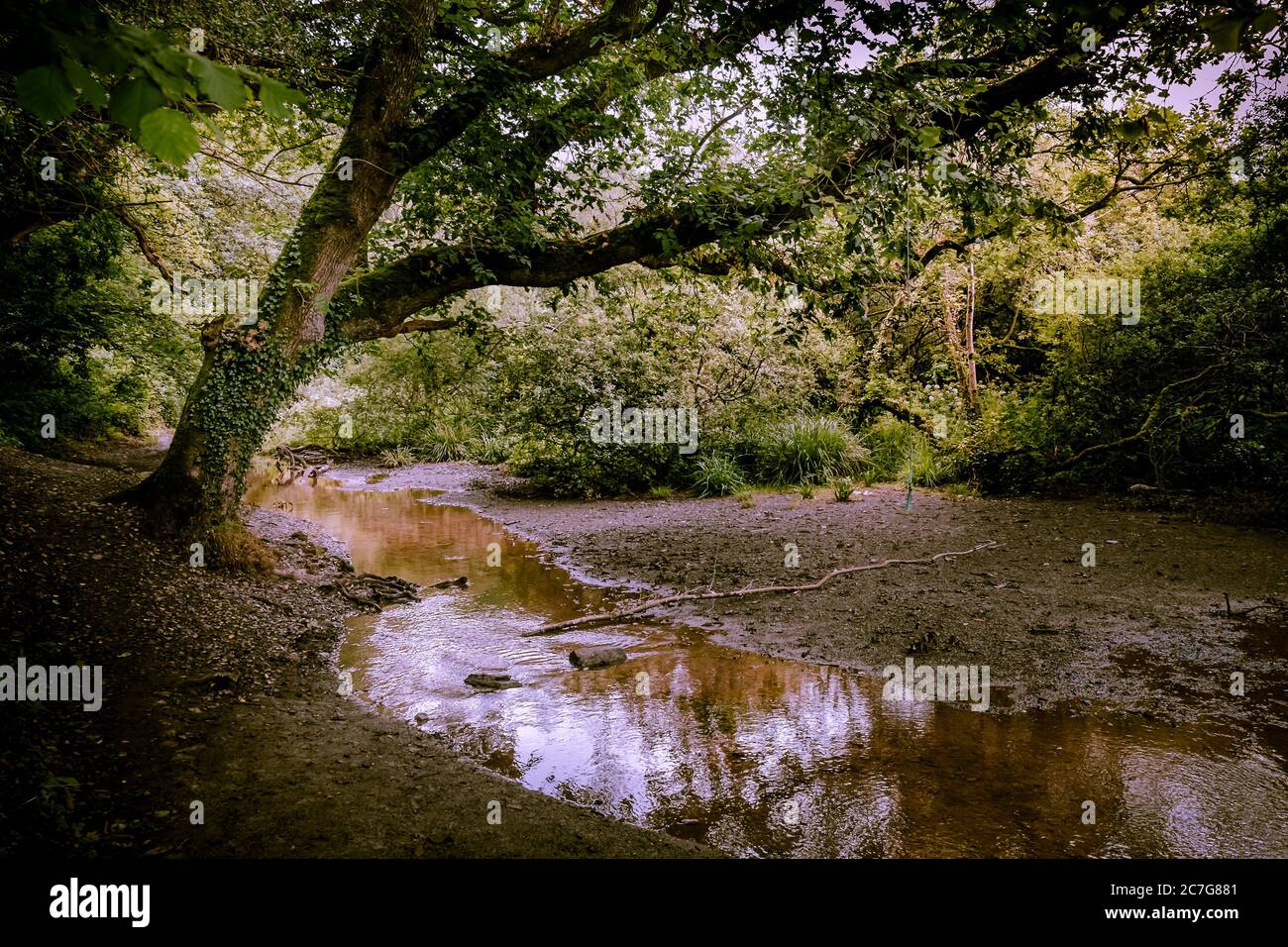 Une petite rivière qui coule à travers les bois de Metha dans la vallée de Lappa, près de St Newlyn East, dans les Cornouailles. Banque D'Images