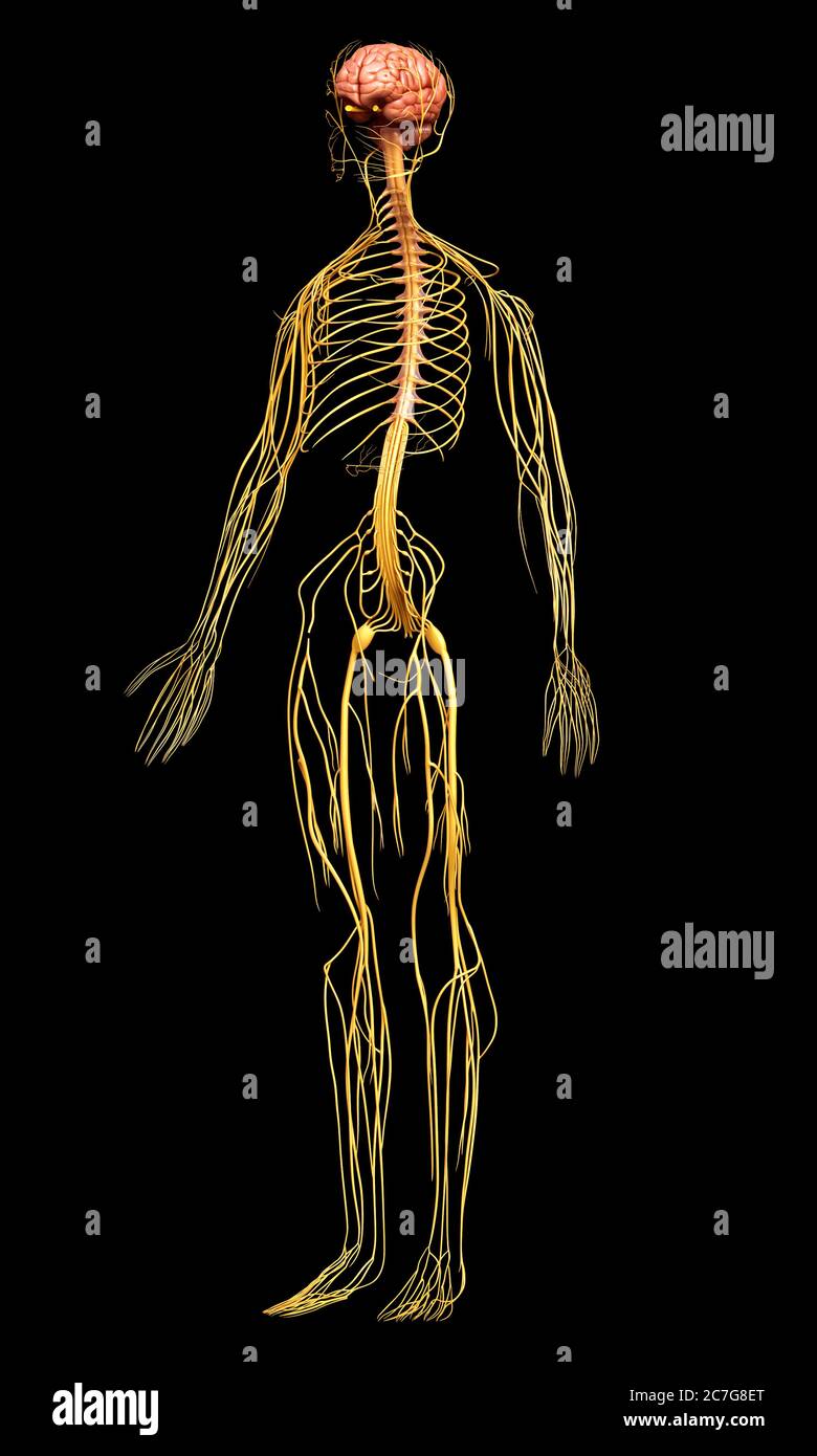 Médicalement en rendu 3d illustration précise du système nerveux Banque D'Images