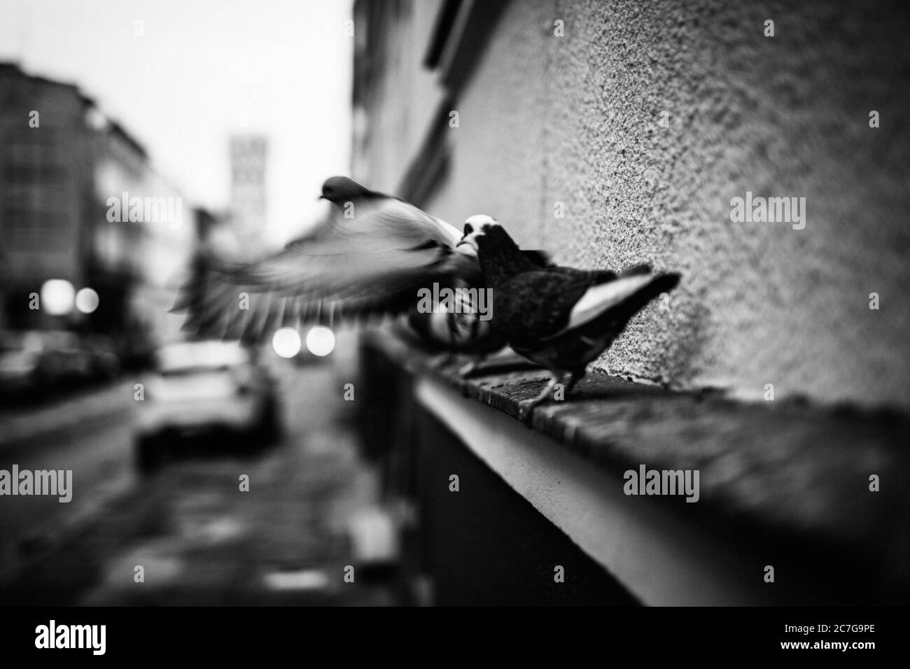 Cliché en échelle de gris des pigeons sur le bord d'un bâtiment en béton Banque D'Images