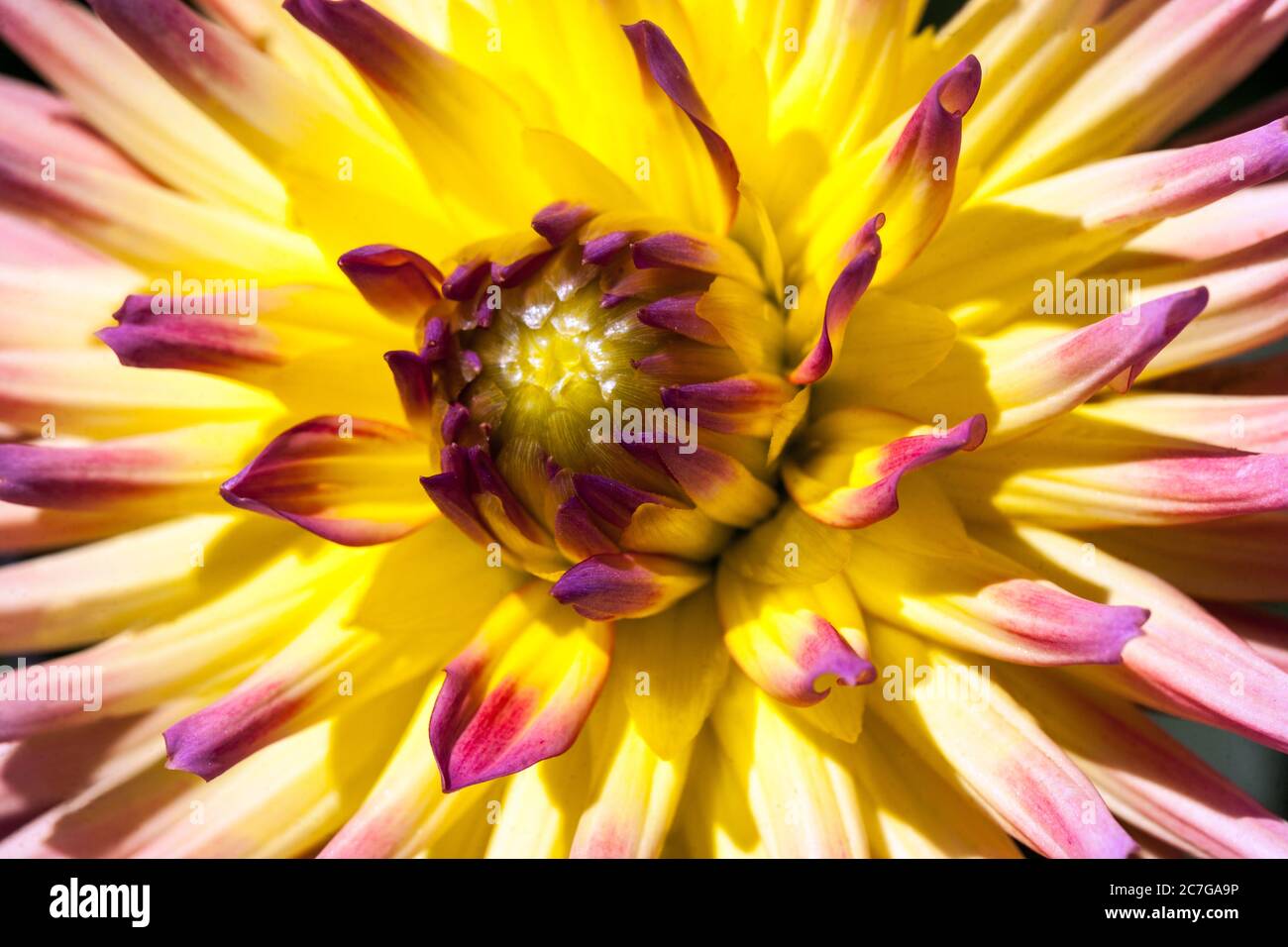 Fleur de Dahlia jaune 'Karma Sangria' semi cactus pastel Dahlia Karma Banque D'Images