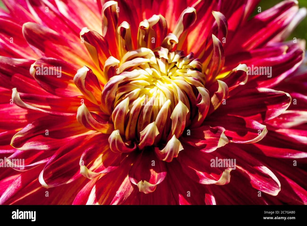 Fleur Dahlia détail « Akita » violet rouge mélange foncé fleur en gros plan, Dahlia Akita Banque D'Images