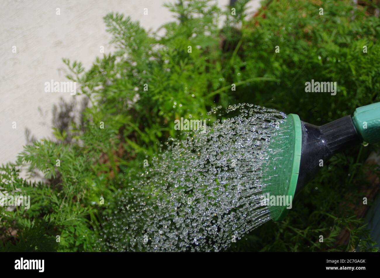 Un jet d'eau provenant d'un arrosoir. Culture dans le jardin de la maison. Prise de vue macro avec gouttes. Banque D'Images