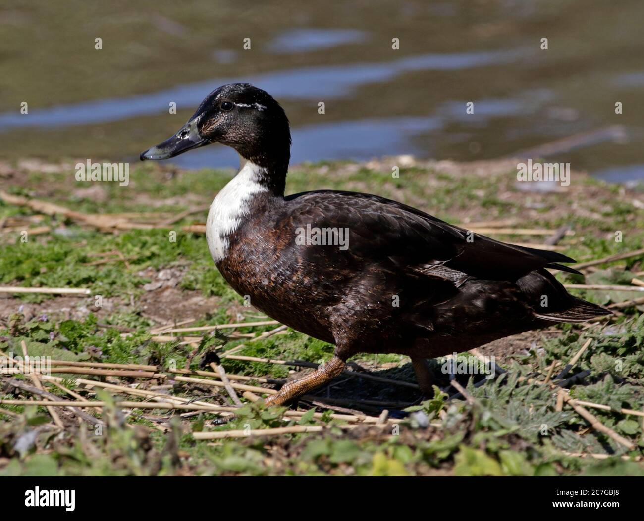 Duclair Duck Banque D'Images