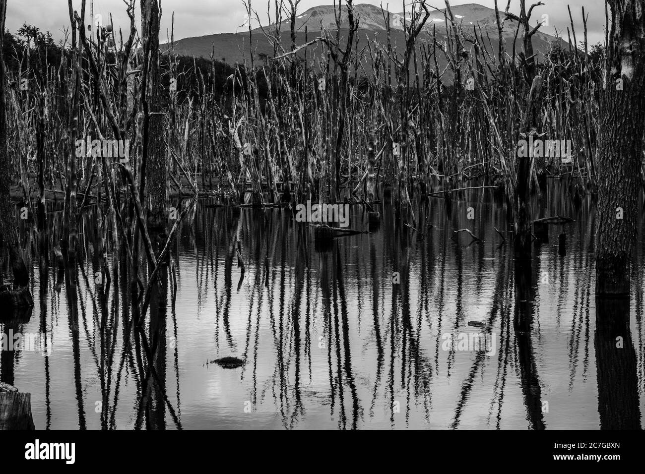 Cliché en échelle de gris du reflet des arbres dans Lac Ushuaia capturé en Patagonie Argentine Banque D'Images