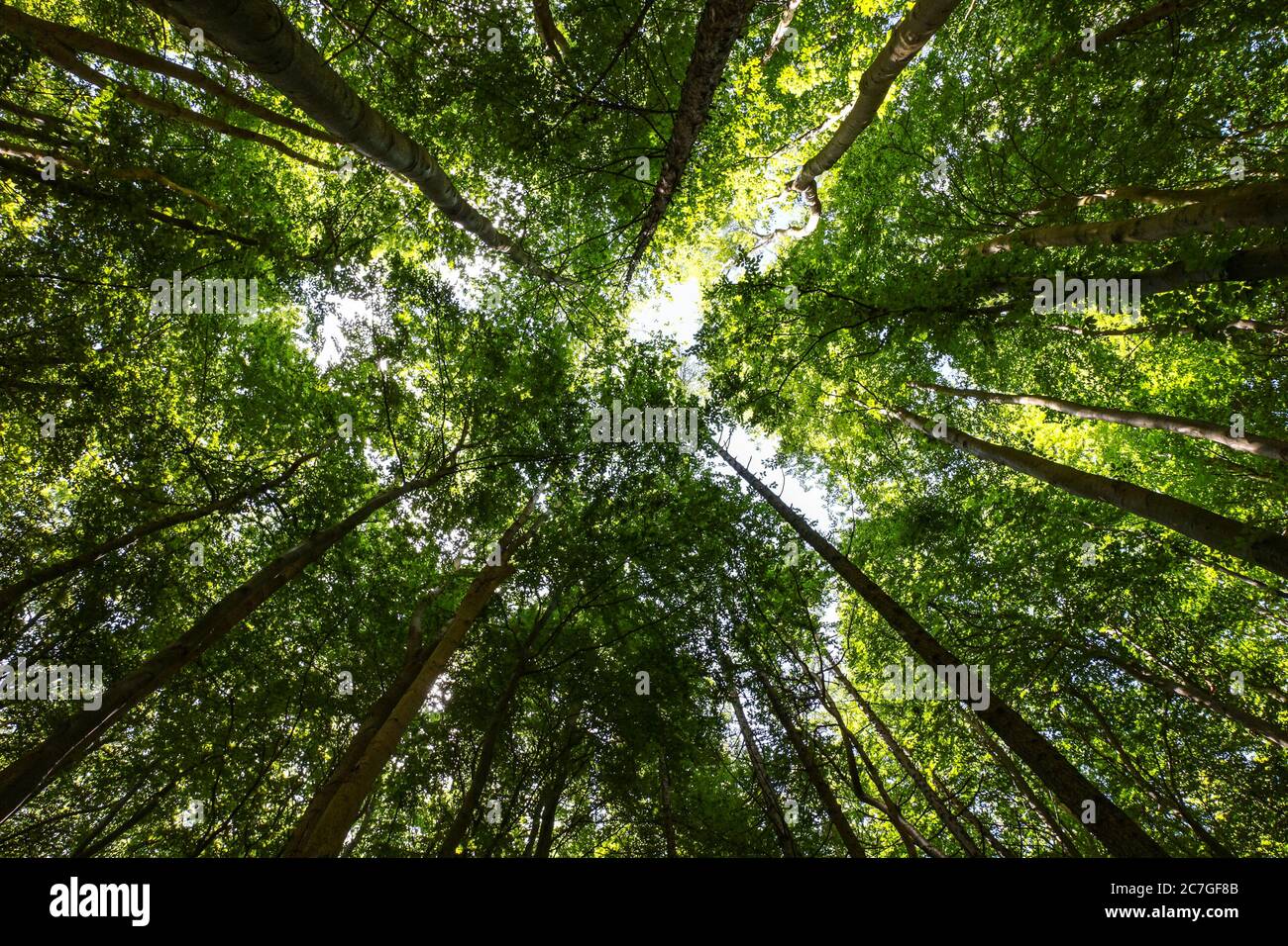 Forme de coeur dans les arbres forestiers du parc national de Jasmund, Rügen, Allemagne, qui fait partie du patrimoine mondial de l'UNESCO des forêts anciennes et primitives de Beech. Banque D'Images