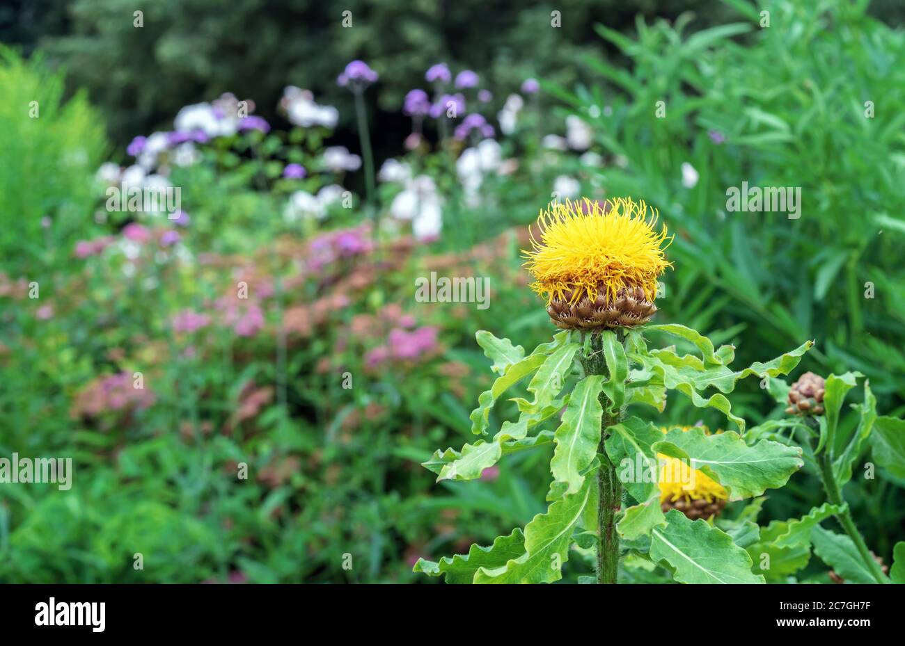 Fleur jaune géante (Centaurea macrocephala) dans le jardin d'été. Banque D'Images