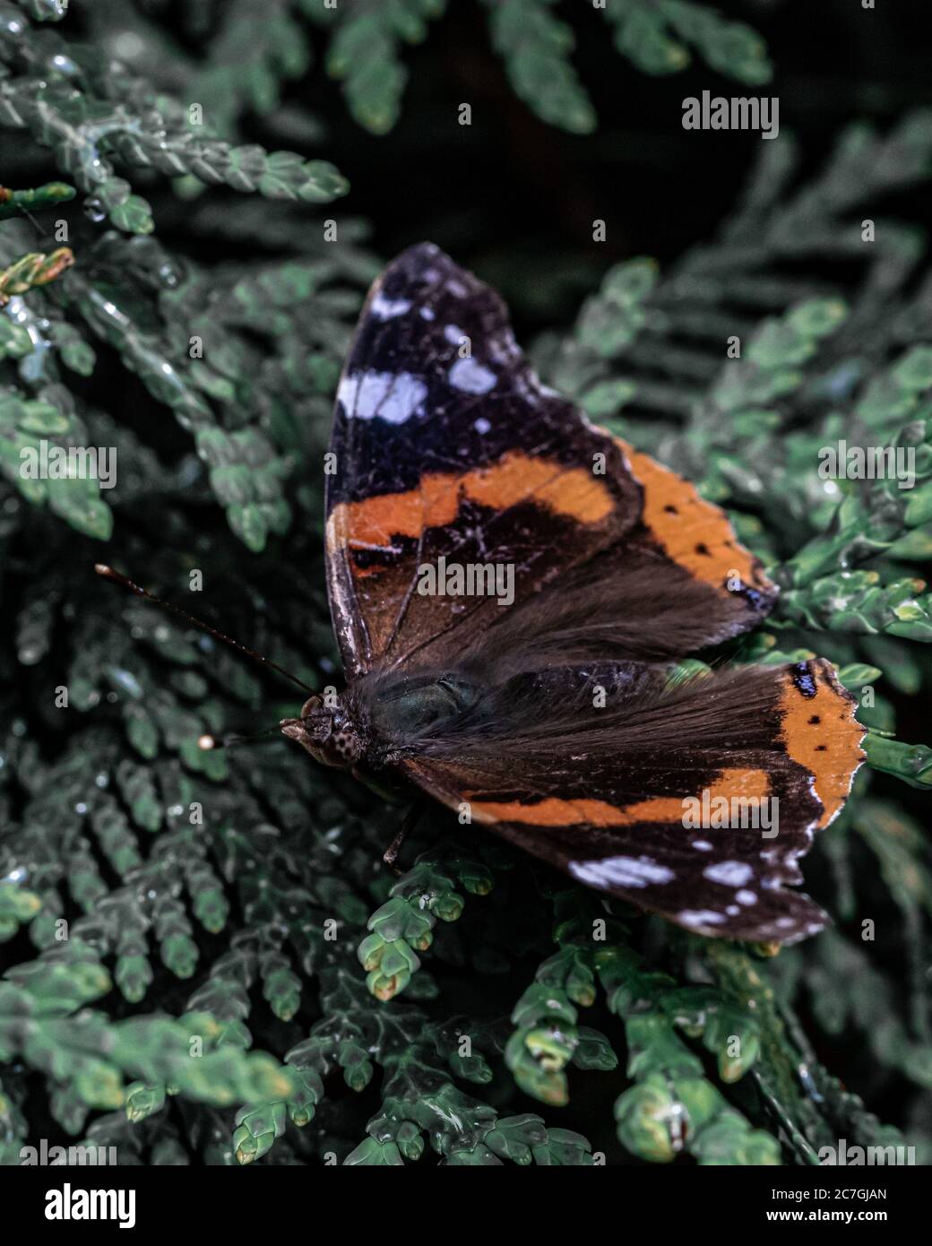 Gros plan d'un beau papillon sur un arbre vert Banque D'Images