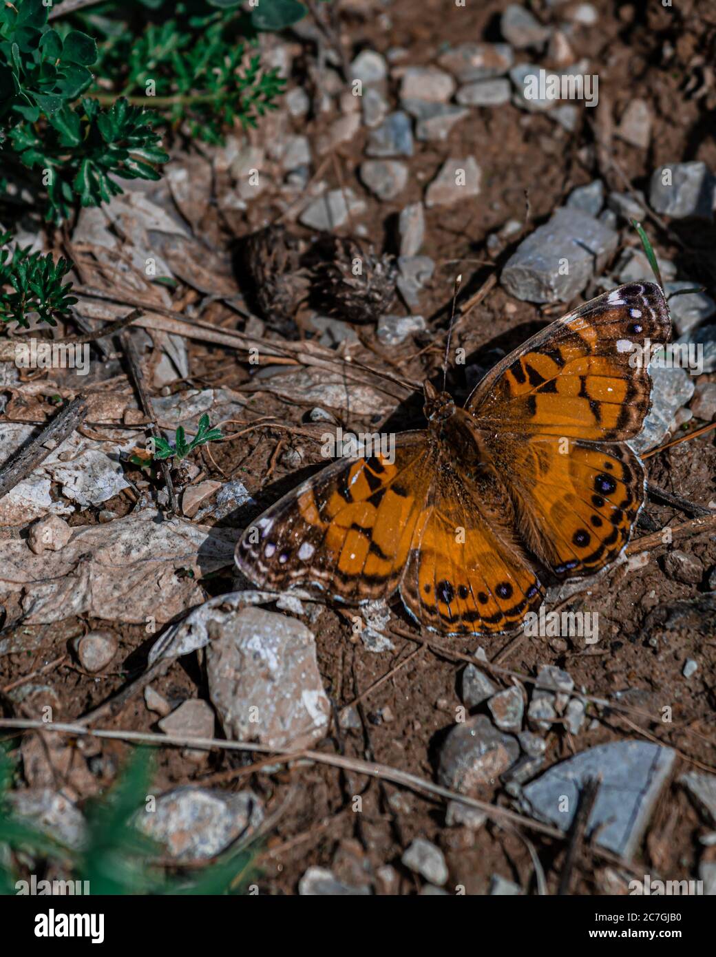 Gros plan d'un beau papillon sur le sol Banque D'Images