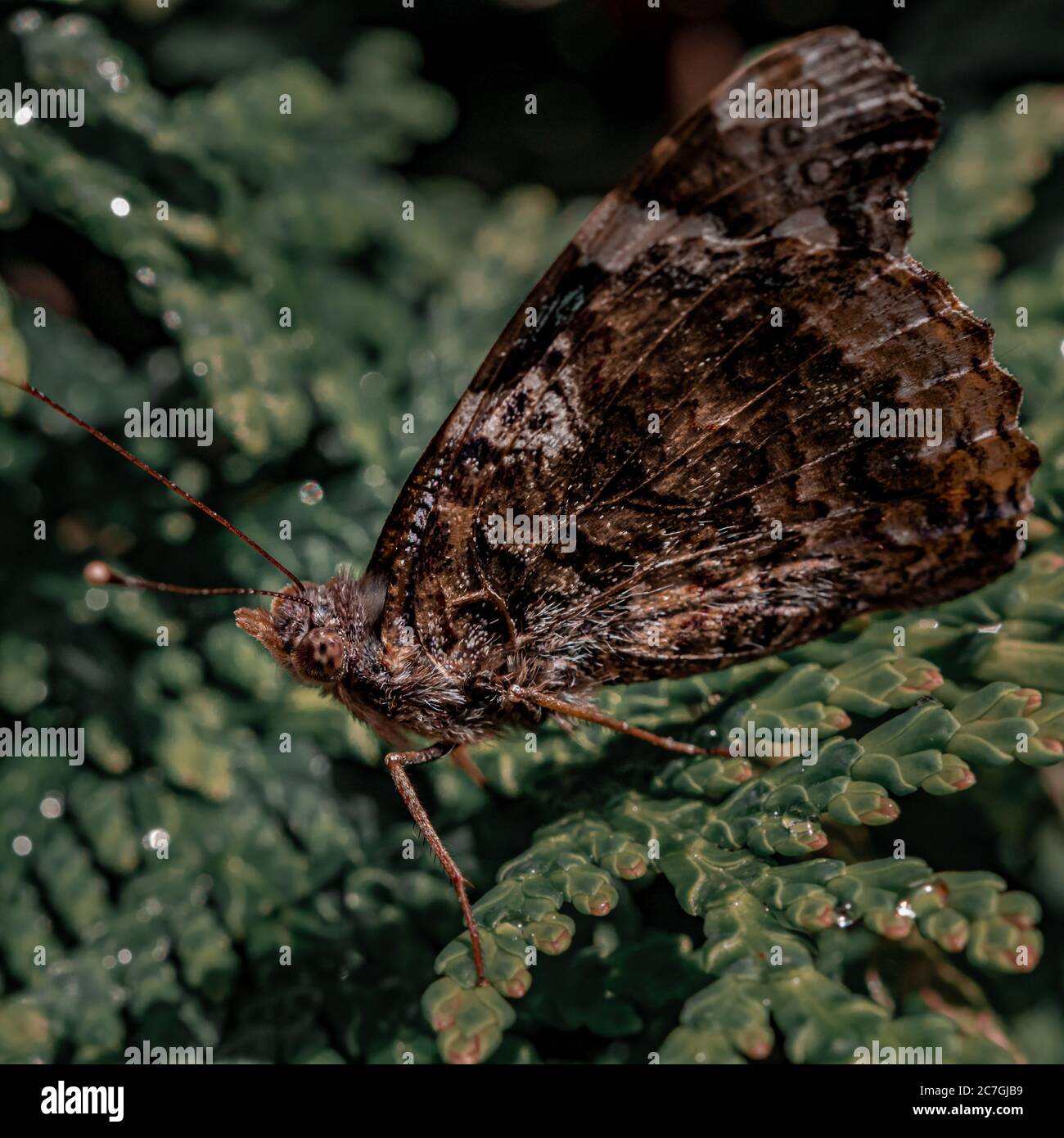 Gros plan d'un papillon brun sur une plante verte Banque D'Images