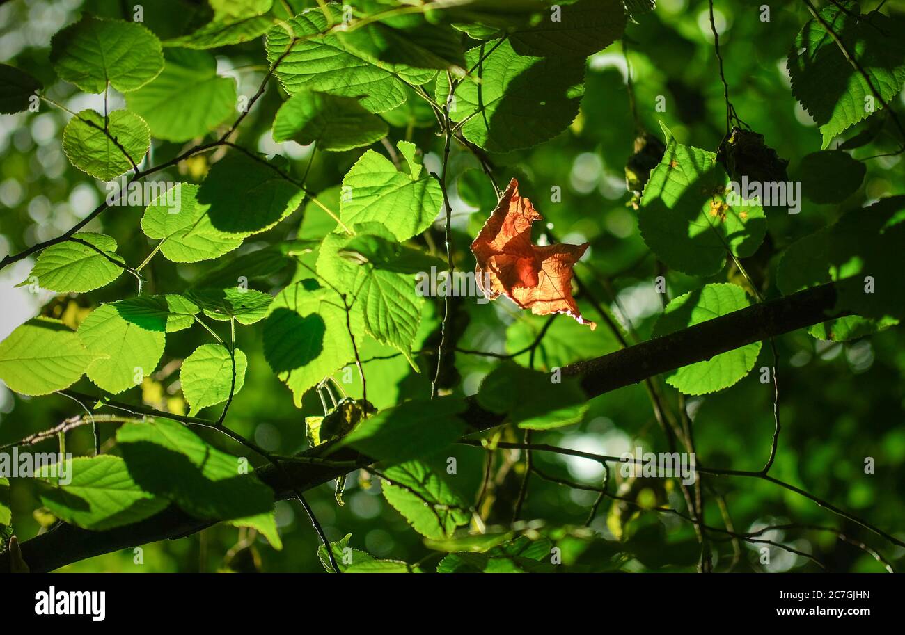 Berlin, Allemagne. 16 juillet 2020. Une feuille séchée et décolorée peut être vue dans un tilleul parmi de nombreuses feuilles vertes dans la réserve naturelle de Teufelsmoor à Köpenick. Credit: Jens Kalaene/dpa-Zentralbild/ZB/dpa/Alay Live News Banque D'Images